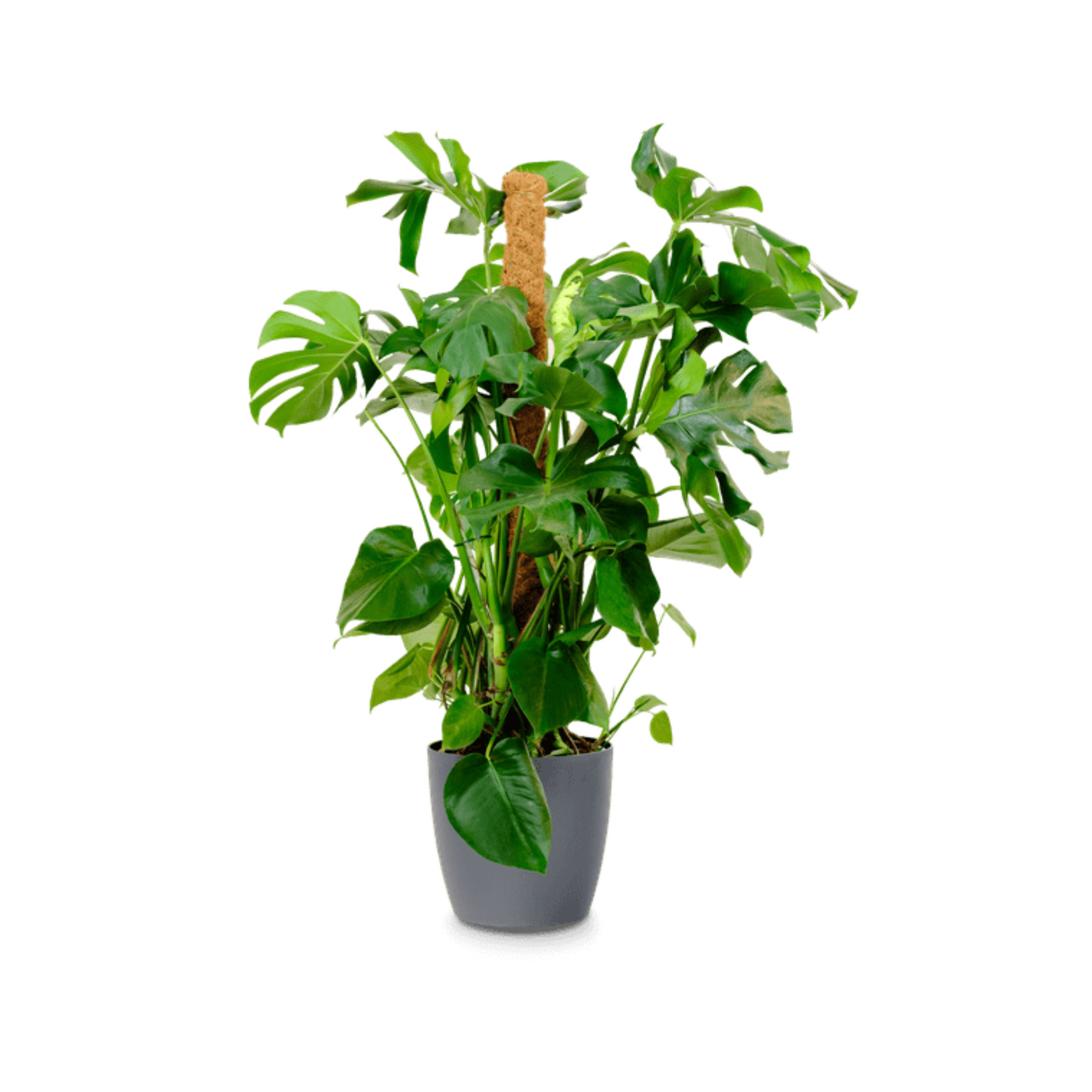 Zimmerpflanze Monstera Deliciosa