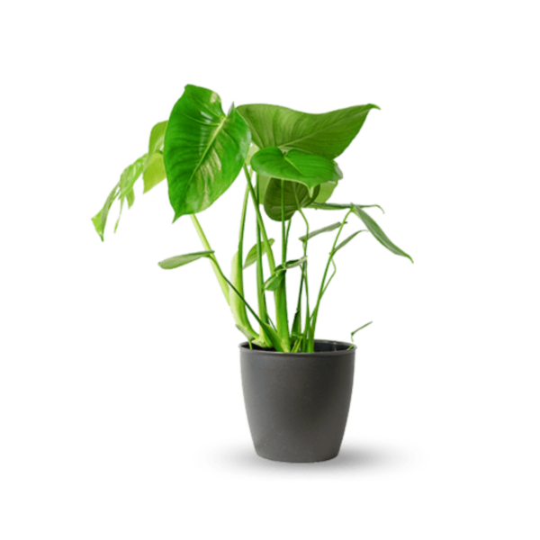 Zimmerpflanze Monstera Deliciosa