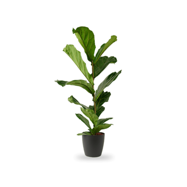 Zimmerpflanze Ficus Lyrata