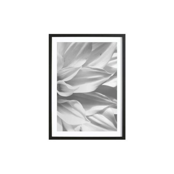 White Petals -Bild mit Holzrahmen 50x70 cm