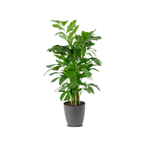 Caryota Mitis Pflanze