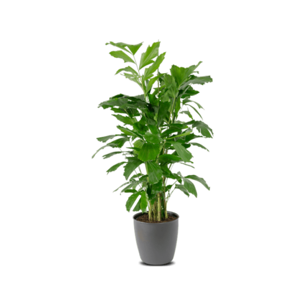 Caryota Mitis Pflanze