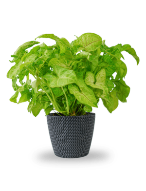 Syngonium "Golden Allusion"