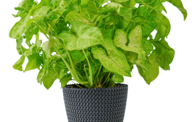 Syngonium „Golden Allusion“